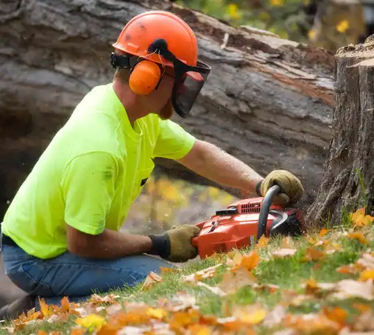 tree services Saginaw